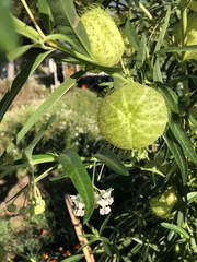 Gomphocarpus physocarpus