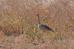 Eupodotis senegalensis