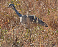 Eupodotis senegalensis