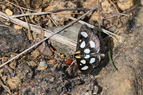 Anania funebris