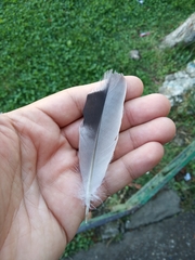 Columba livia domestica