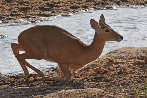 Bohor Reedbuck
