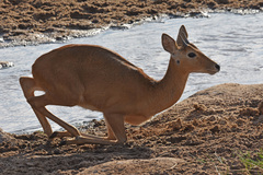 Common Reedbuck photo 5