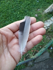 Columba livia domestica