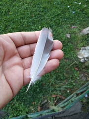 Columba livia domestica