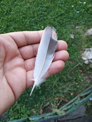 Columba livia domestica