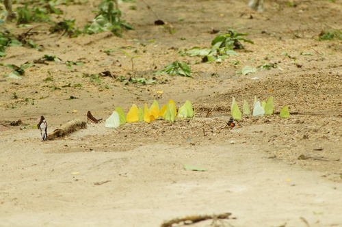 Large Orange Sulphur