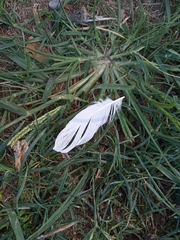 Columba livia domestica