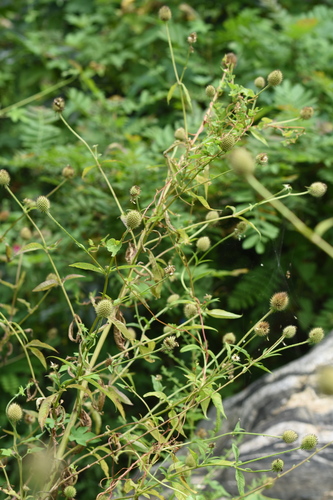 Dipsacus japonicus iNat (3)