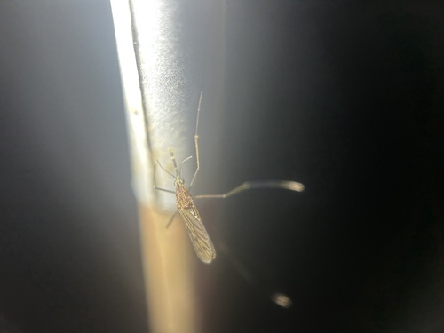 Walker's Anopheles photo 3