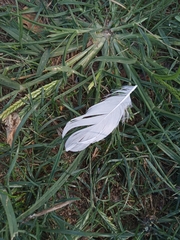 Columba livia domestica