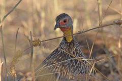 Pternistis leucoscepus
