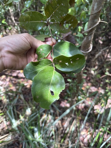 Calyptrogenia biflora, 2025-06-22