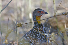 Pternistis leucoscepus