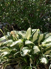Hosta