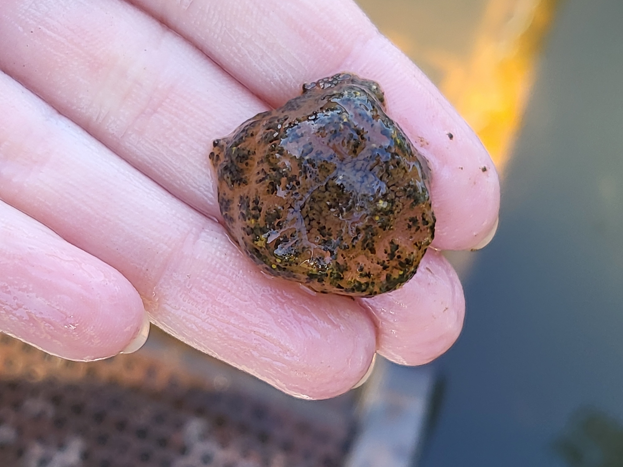 Pectinatella magnifica (Leidy, 1851)