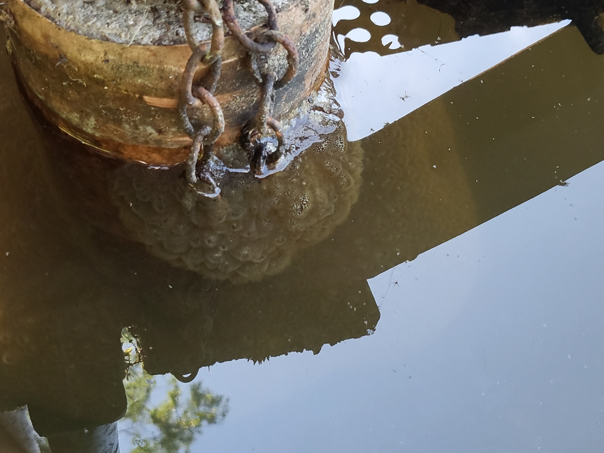 Pectinatella magnifica (Leidy, 1851)