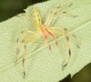 Magnolia Green Jumping Spider - Photo (c) skitterbug, some rights reserved (CC BY), uploaded by skitterbug