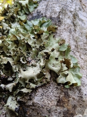 Cetrelia cetrarioides