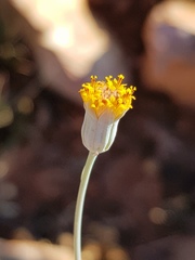 Senecio oxyriifolius