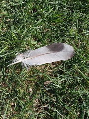 Columba livia domestica