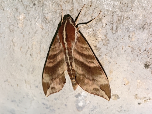 Ampelophaga rubiginosa