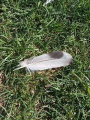 Columba livia domestica