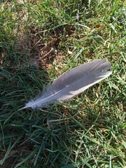 Columba livia domestica
