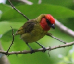 Piranga erythrocephala
