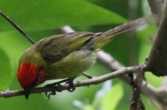 Piranga erythrocephala