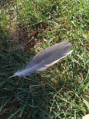 Columba livia domestica
