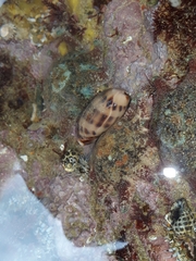 Lyncina lynx