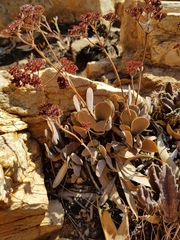 Crassula swaziensis