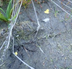 Utricularia subulata