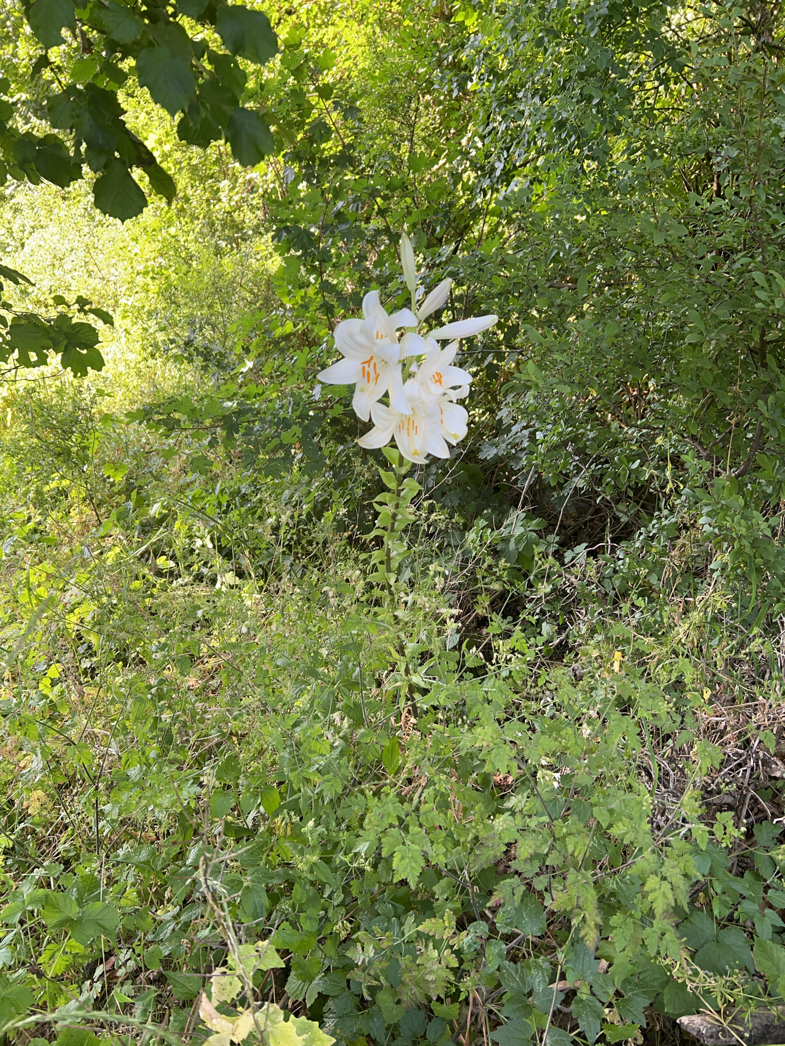 Madonna Lily (Lilium candidum)