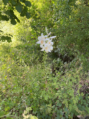 Le Lis De La Madone (Lilium candidum)