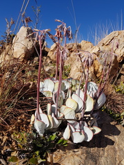 Cotyledon orbiculata oblonga