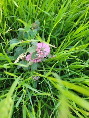 Red Clover
