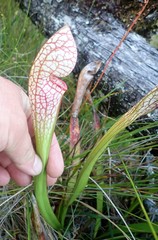 Sarracenia