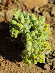Raphionacme galpinii