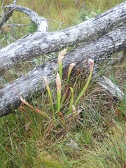 Sarracenia
