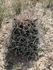 Coryphantha robustispina scheeri