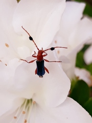 Compsocerus