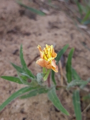 Oenothera indecora