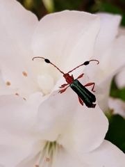 Compsocerus