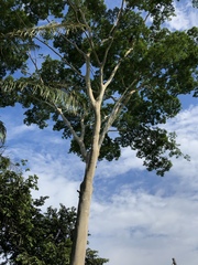 Albizia niopoides
