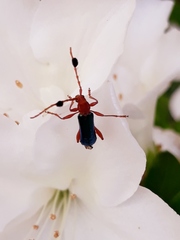 Compsocerus