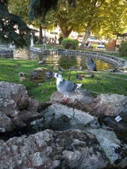 Columba livia domestica