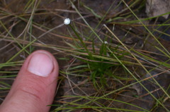 Eriocaulon parkeri