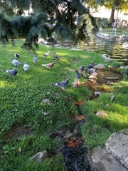 Columba livia domestica